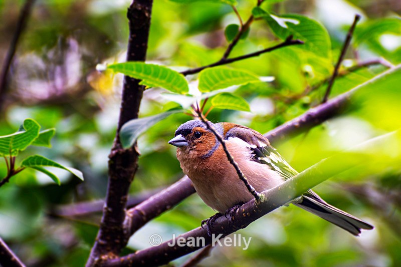Chaffinch - DSC_8338 - Birds