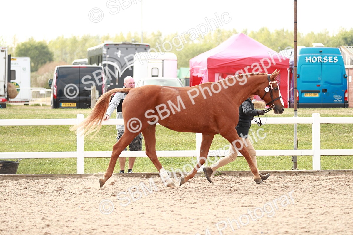 SBM_13184 - Class 208 IH Veteran Horse