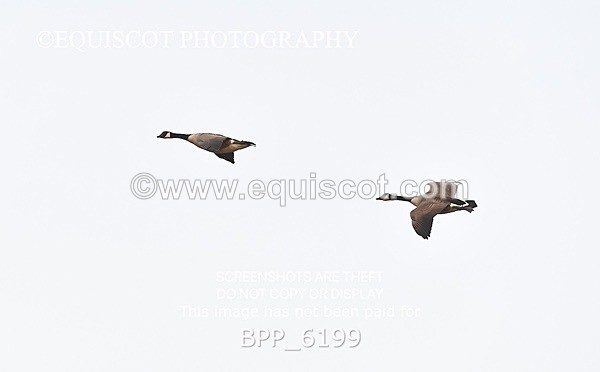 BPP_6199 - CLASS 29 SUN Club/ Unaffiliated 80cms Open