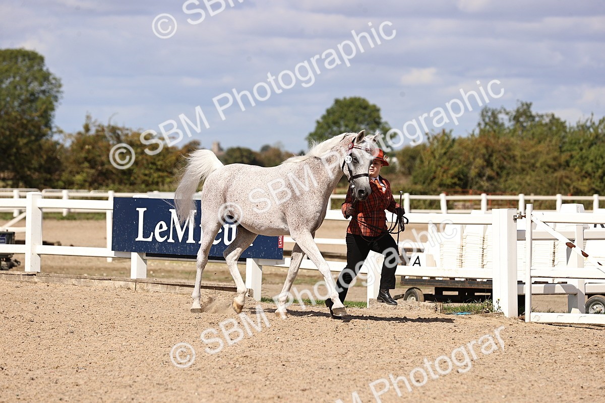 SBM_14373 - Class 412 - Handsomest Gelding (IH or Ridden)Adult