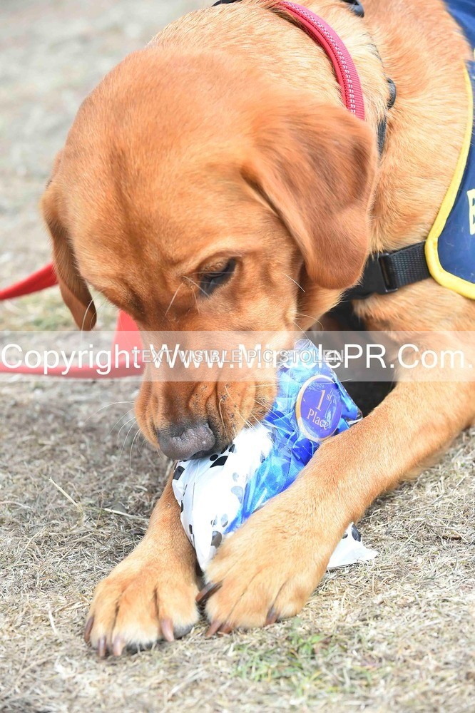 SH4_0302 - Dog show.