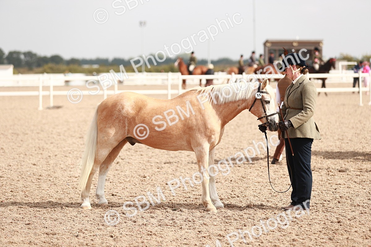 SBM_11839 - Class 206 IH Non Show Type Pony