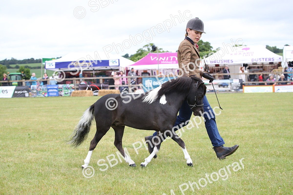 SBM_03774 - Class 23-25 - British Miniature Horse of the Year