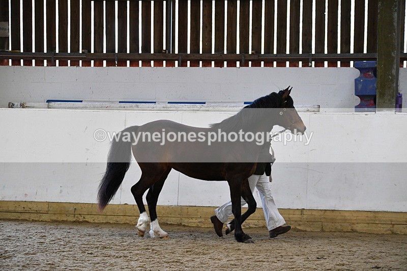 WJ5_5707 - Morning in hand Championship