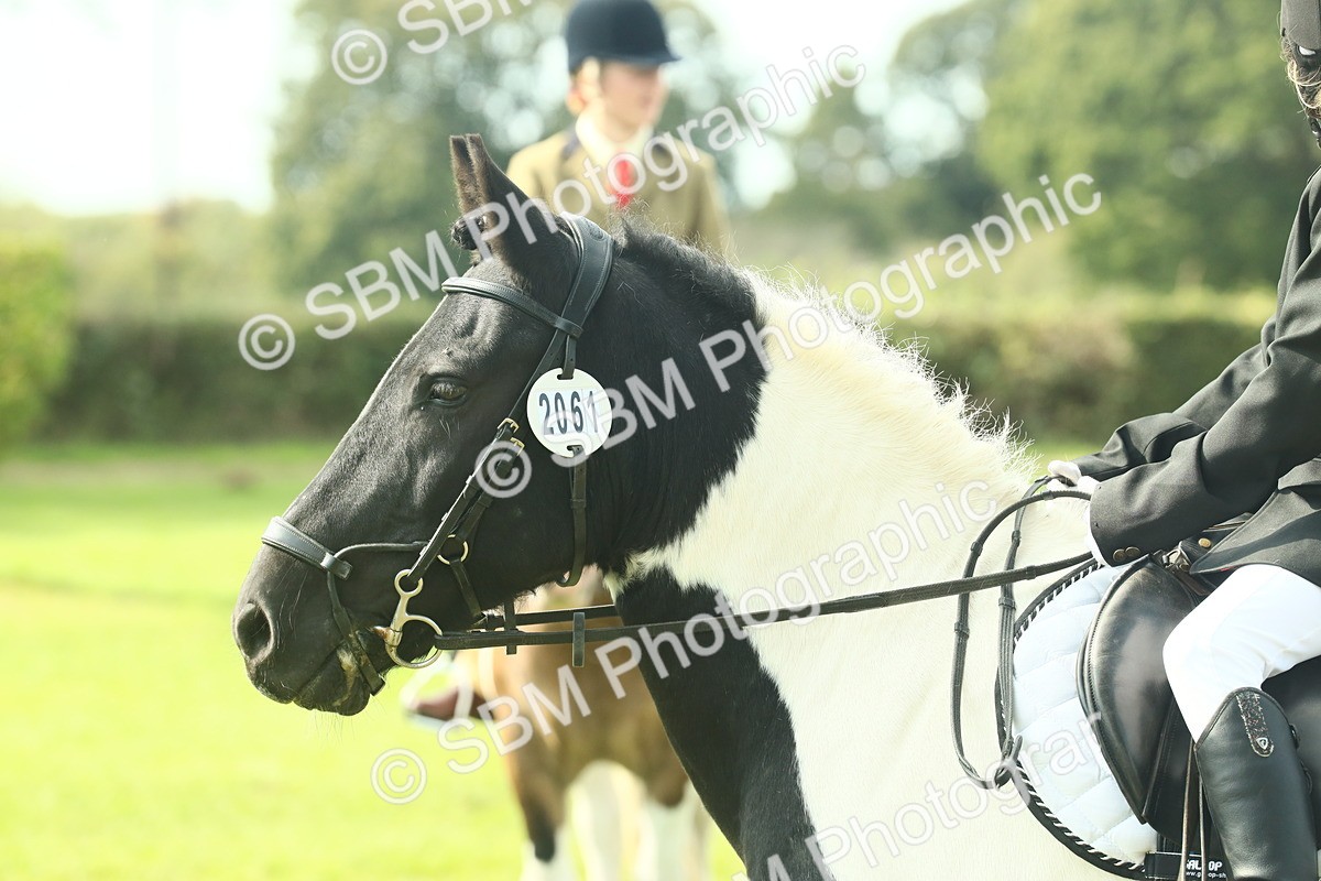 SBM_68850 - S58 - Mini Show Cob Ridden
