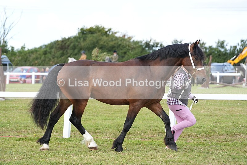 DSC05760 - Class 51: NPS M&M 4 years and over Large Breeds