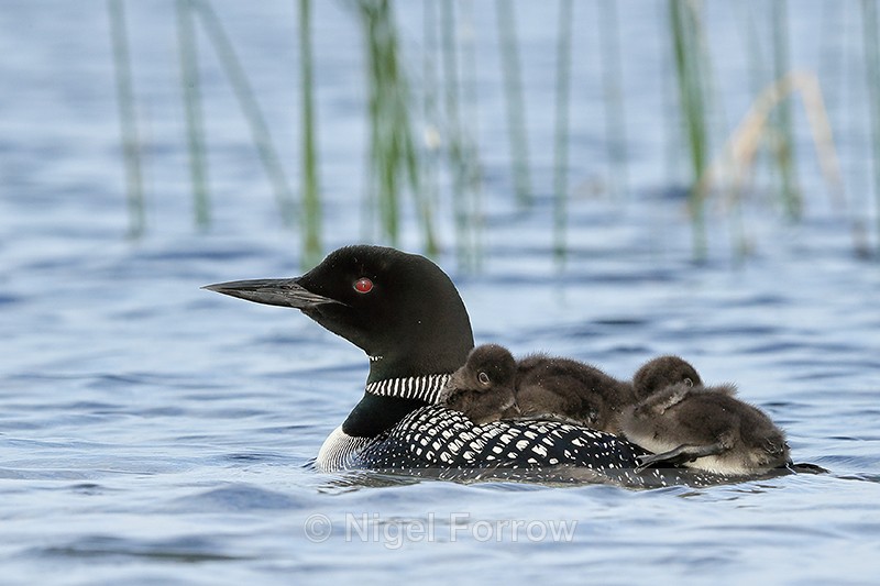 Common Loon & resting chicks, Minnesota - Great Northern Diver