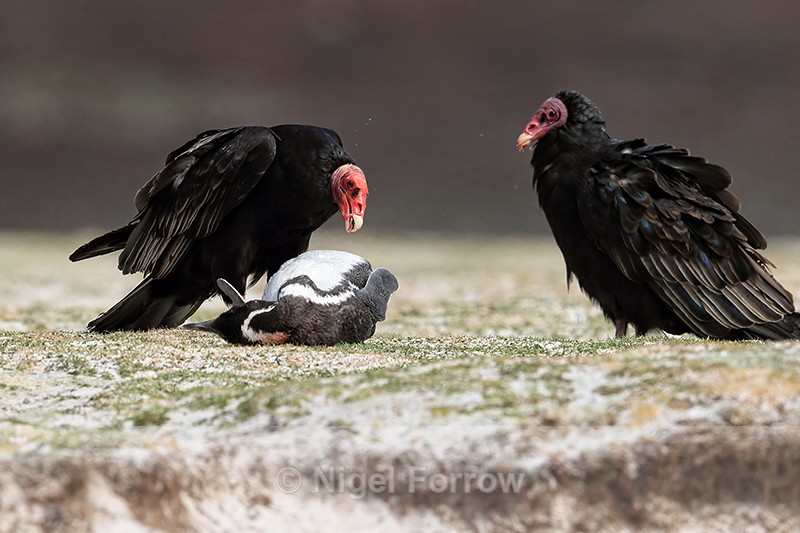 Turkey Vultures and dead penguin, Volunteer Point, Falklands - Turkey Vulture