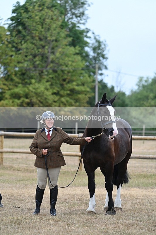 WJ7_9753 - Class 5a Most Handsome Gelding (above 14.2hh)