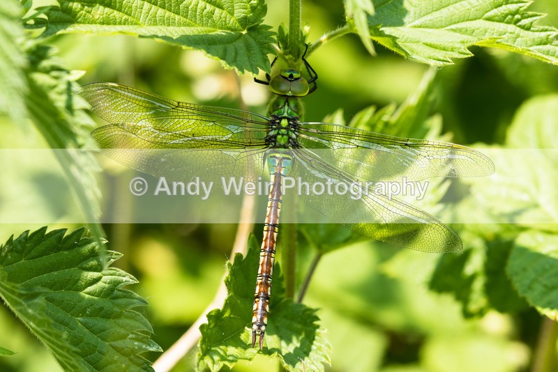 20160606-8E0A7296 - Dragonflies & Damselflies