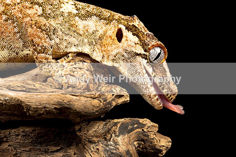 20140120-3K8A8276 - Lizards