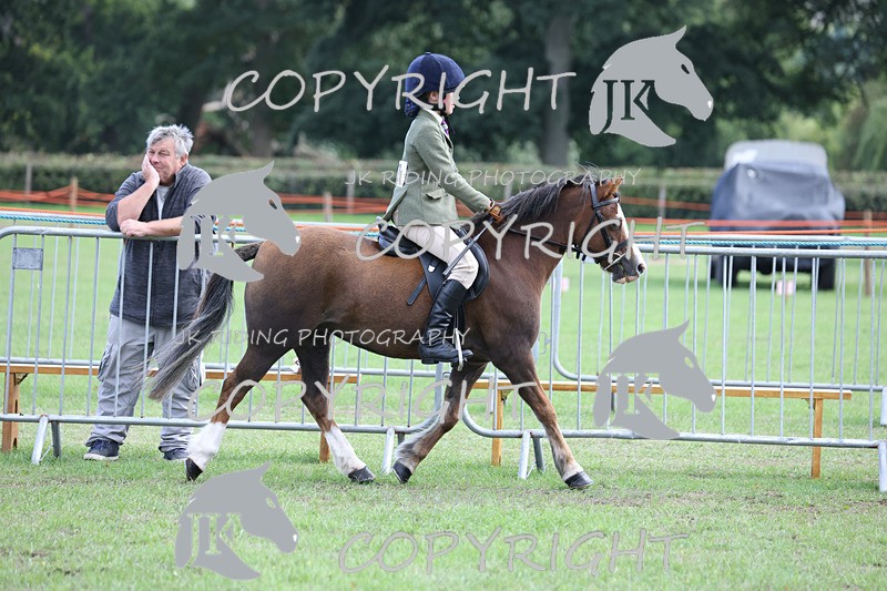 APP_4129 - Class 15a/b Pony club pony/Riding club horse