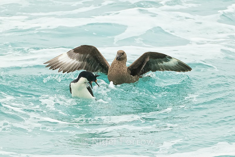 Brown Skua harassing Imperial Shag, Saunders Island - Falkland (Brown) Skua