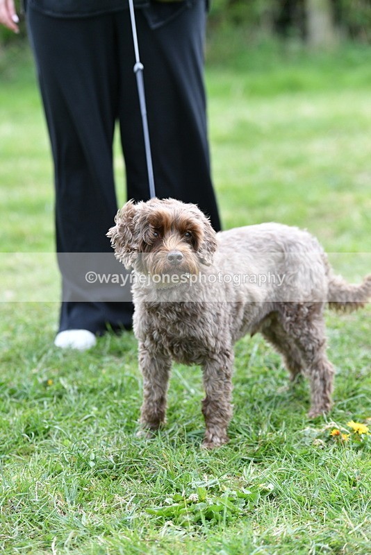 WJ5_9381 - Class 1 Best Cross Breed / Heniz 57