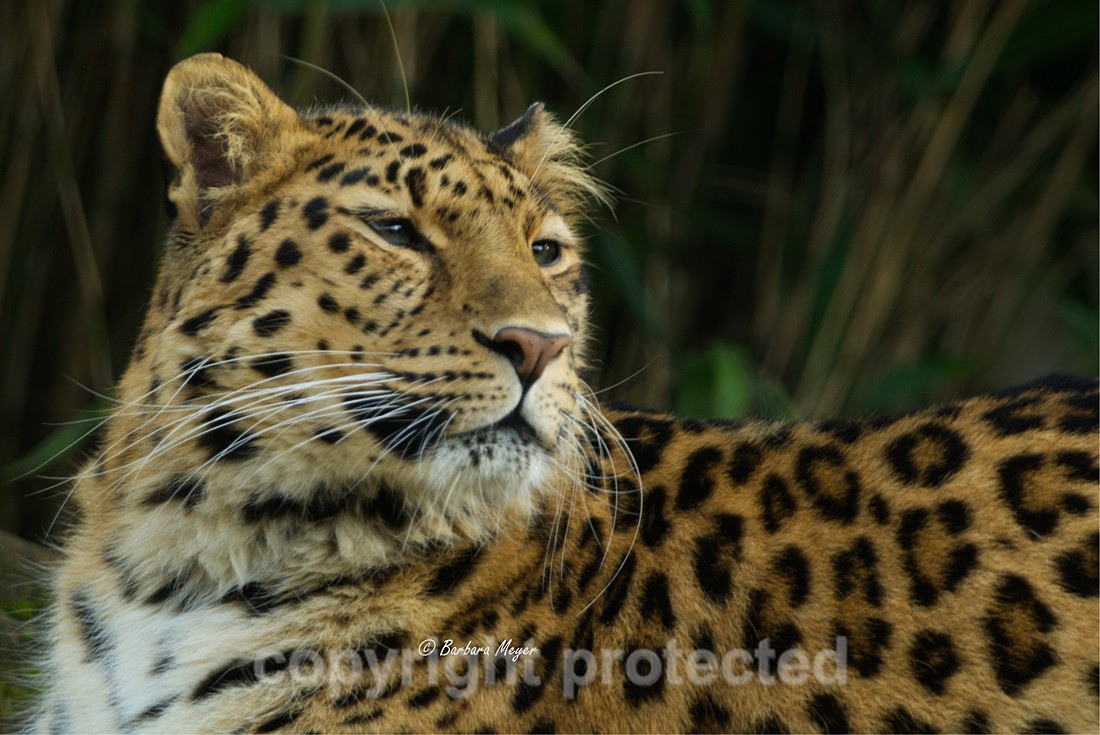 Amur Leopard - Esra - Big Cats