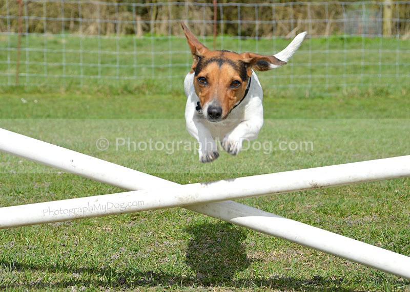  - Jack Russell Terriers