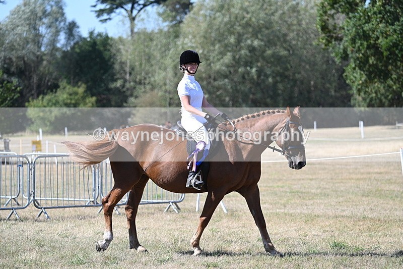 WJ7_1414 - Class 41 Prettiest Mare