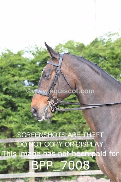 BPP_7008 - RING 1  (RIDDEN HORSES / IN HAND / VETERAN ETC)