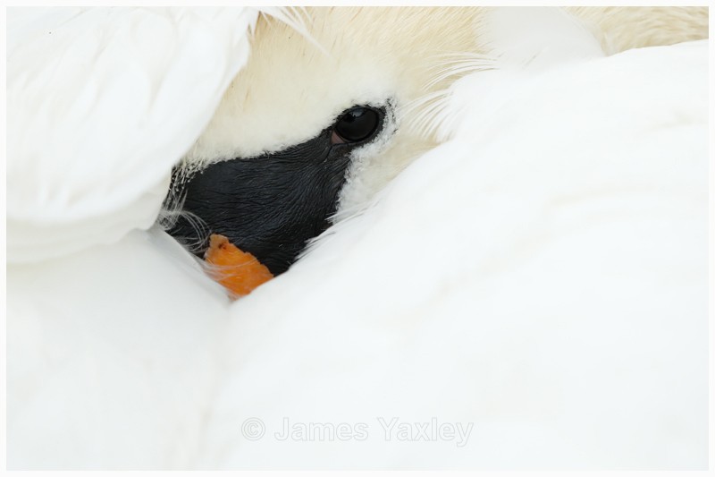 Mute Swan Abstract  - Latest Work