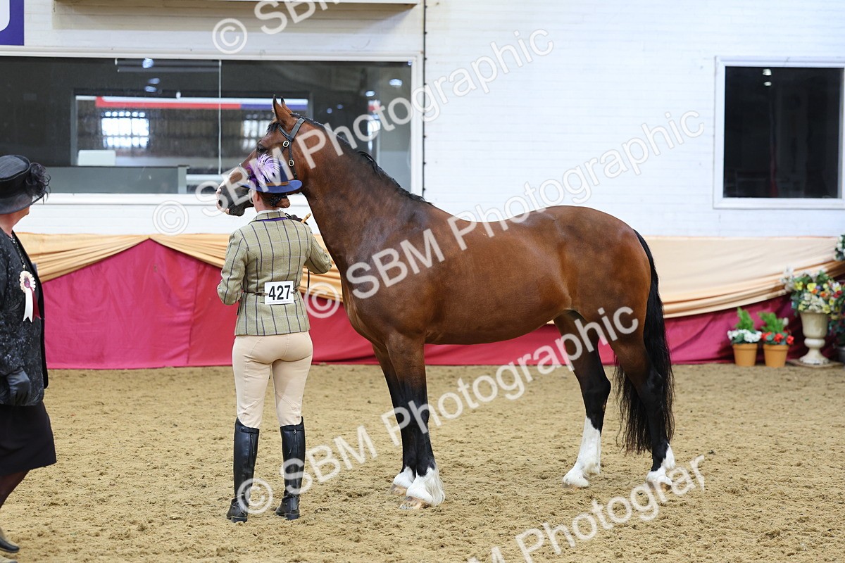 SBM_22873 - Class 903 - Supreme Final - IH Pre Vet