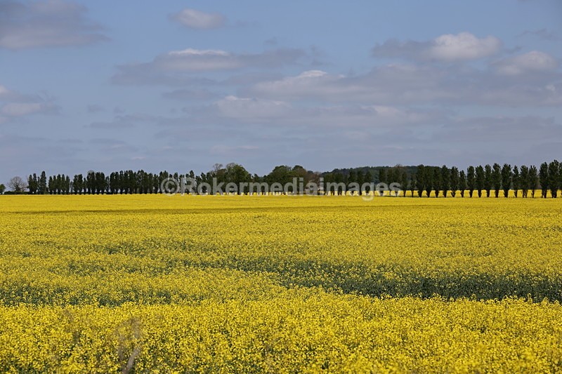 IMG_2781 - Out N about