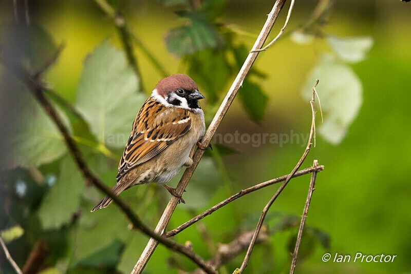 Tree Sparrow (Passer montanus) amongst the foliage - Nature