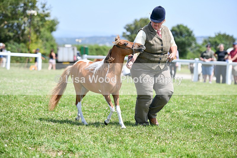 DSC_7356 - Class 62: Coloured Pony Youngstock