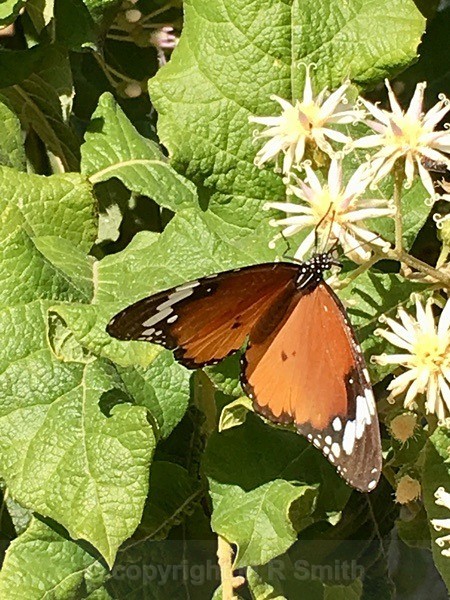 African Monarch Butterfly - BIRDS & INSECTS
