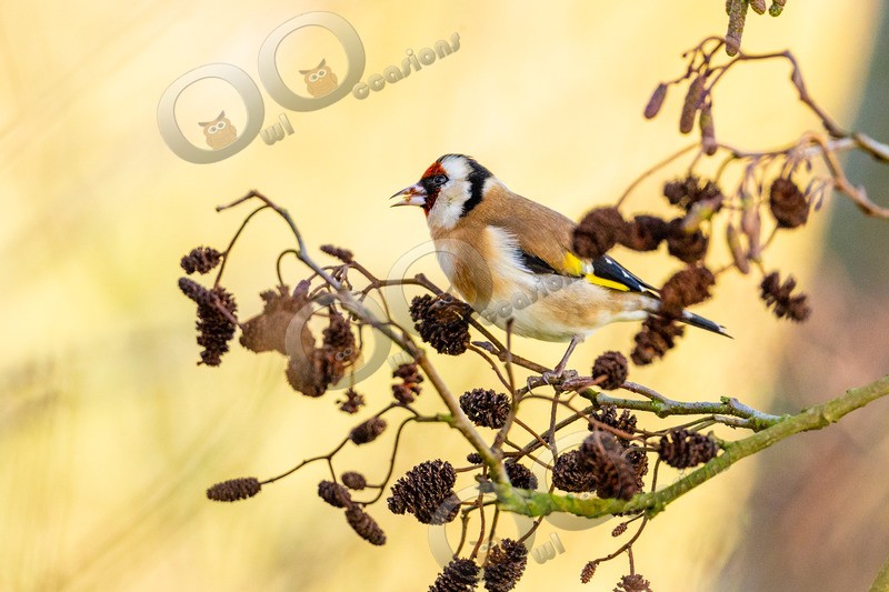 goldfinch Carduelis carduelis-3158 - UK birds