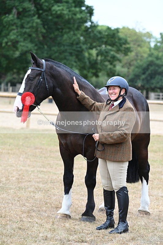 WJ7_0166 - Class 5a Most Handsome Gelding (above 14.2hh)