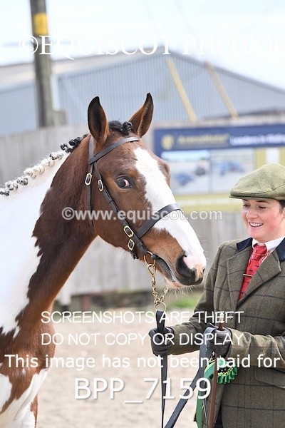 BPP_7159 - RING 1  (RIDDEN HORSES / IN HAND / VETERAN ETC)