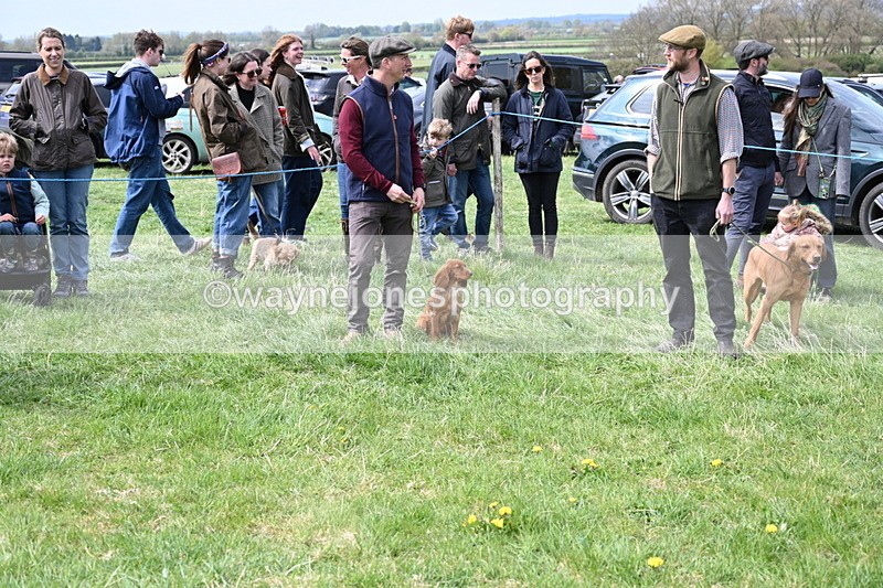 WJ6_8669 - Class 8 Best Working / Gun Dog or Bitch