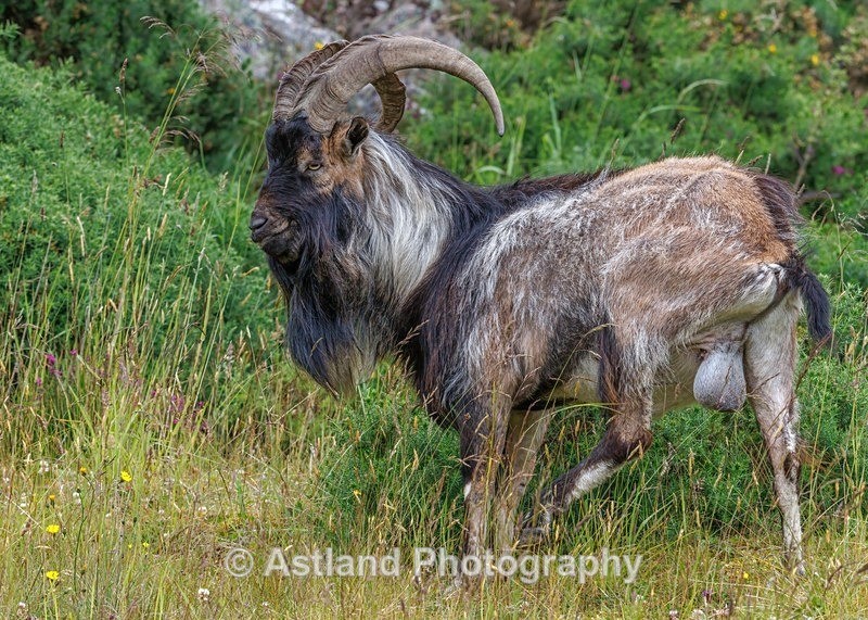 Mountain Goat - Latest Images