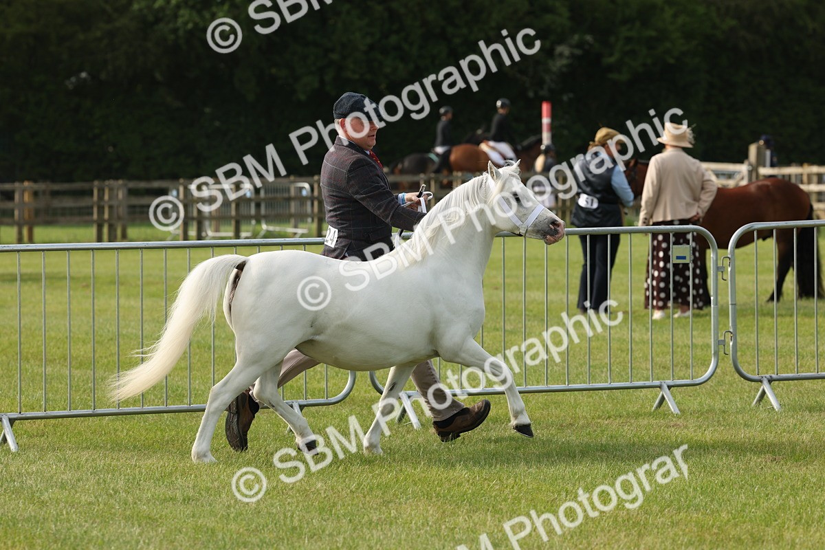 SBM_00502 - Class 6-13 - Mountatin and Moorland In Hand Welsh Breeds