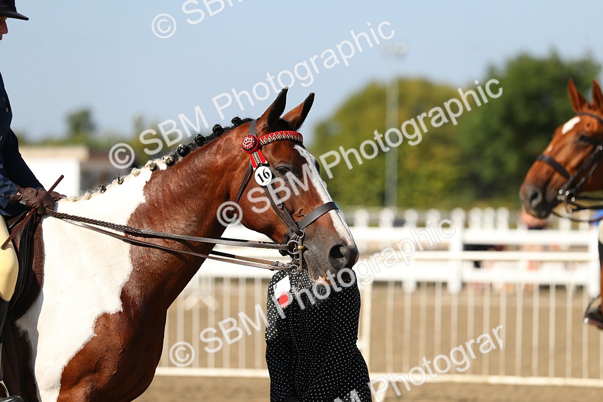 SBM_02285 - Class 43 Ridden Competition Horse/Pony
