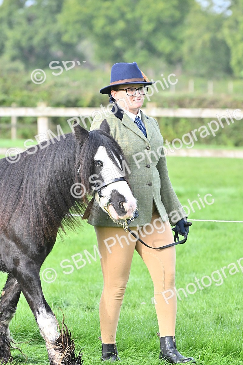SBM_56856 - S45 - Coloured Pony In Hand