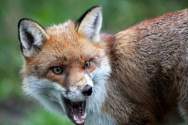 Red Fox Warning_ AGTO89 - Wildlife, Mammal Photography, Great Britain