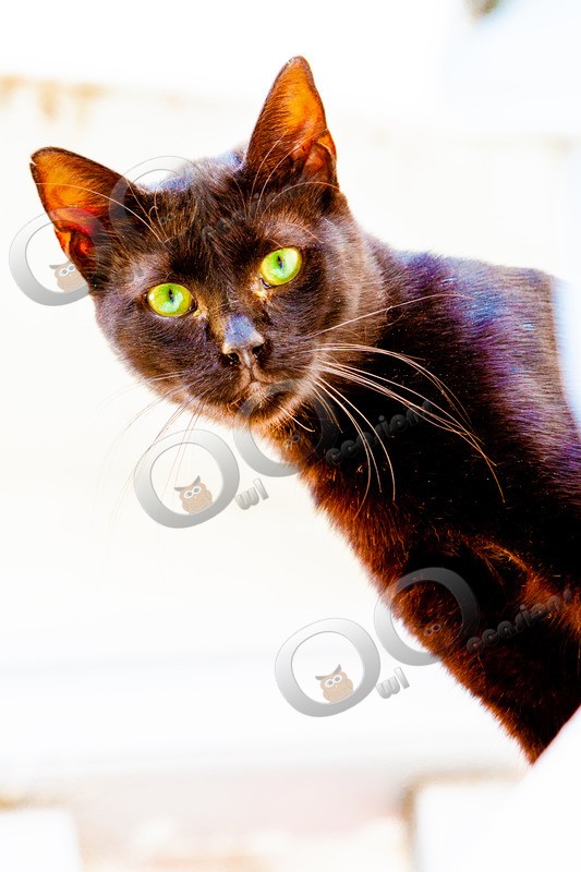Cat domestic-2545 - Pet Photography