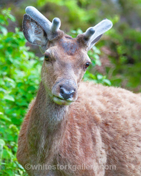 Wild Deer at Kylesku - Scottish Highlands