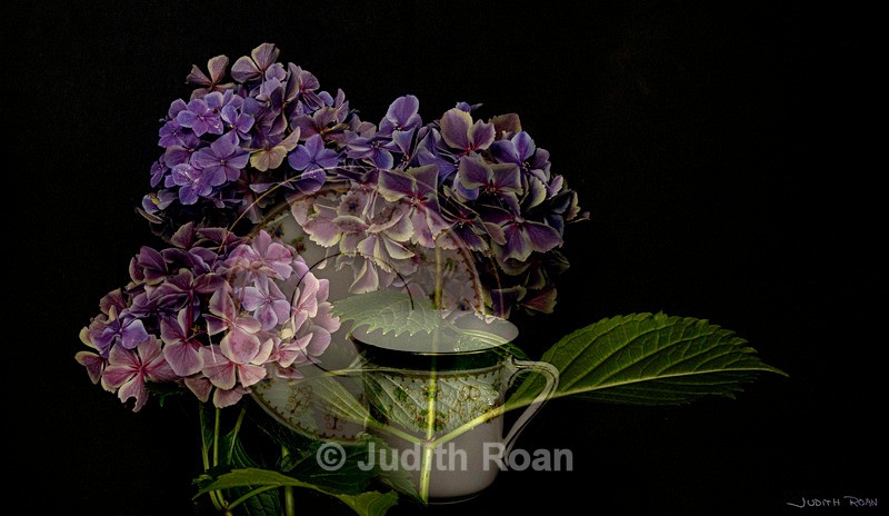 Westminster teacup  Hydrangea - Photo Montages