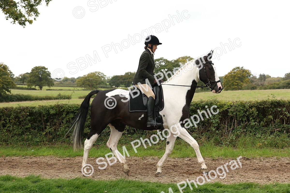 SBM_67215 - S67 - Piebald & Skewbald Horse Ridden