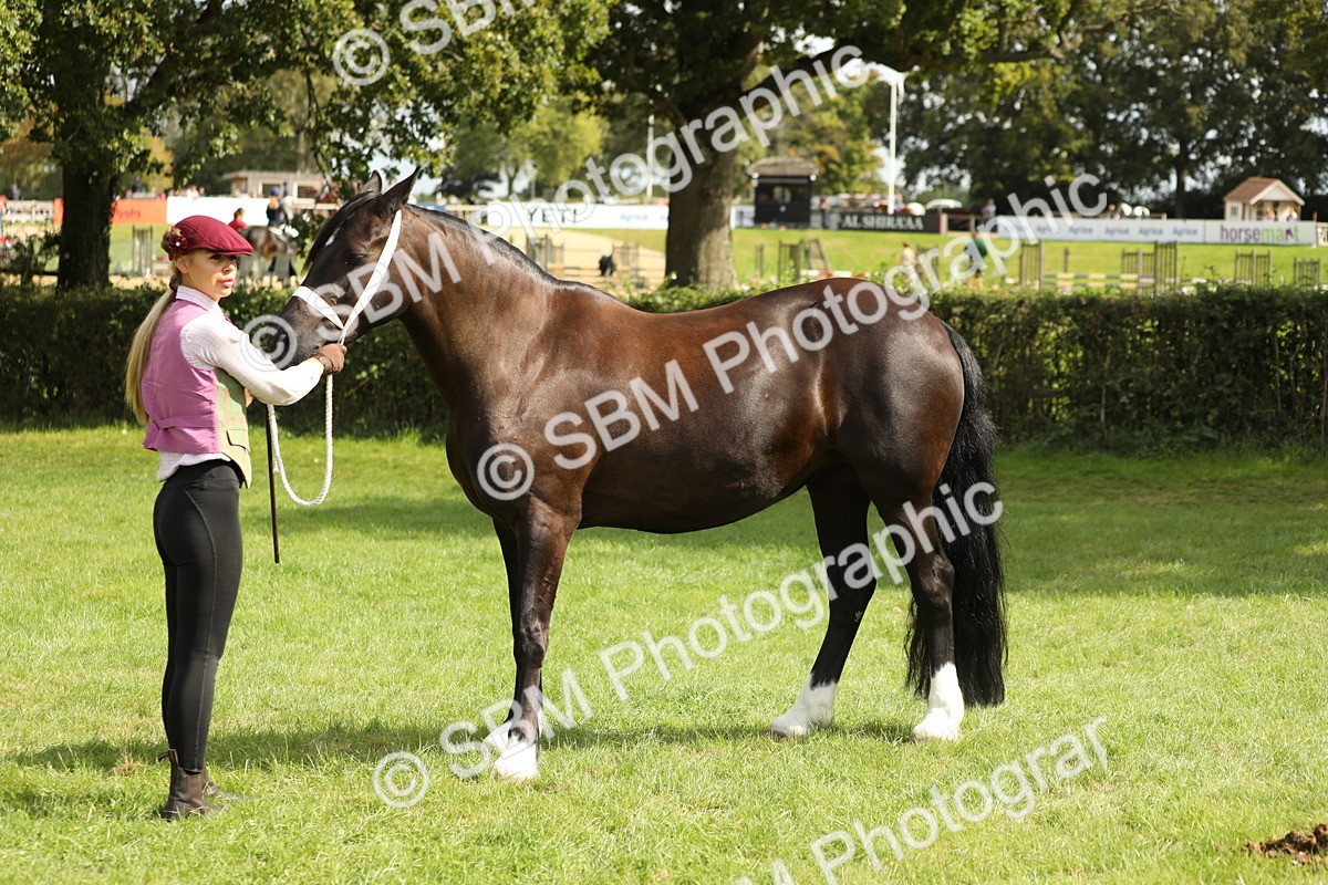 SBM_65449 - S47 - Mountain & Moorland In Hand Large Breeds
