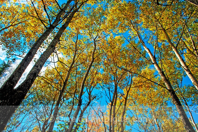 Autumn Foliage Poplar Trees Blue Sky - Autumn Foliage