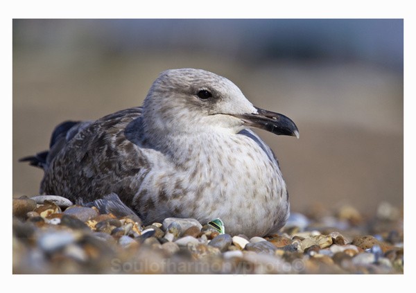 Juvenile Heron Gull - Wildlife Wildlife