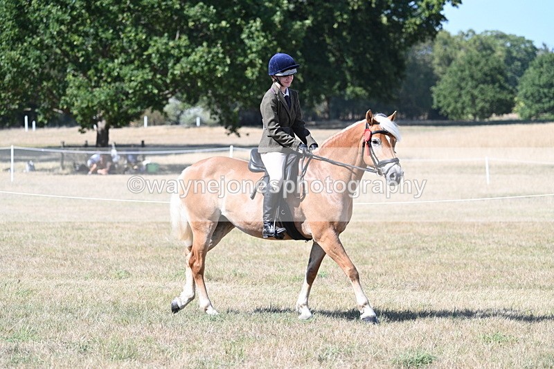WJ7_1412 - Class 41 Prettiest Mare