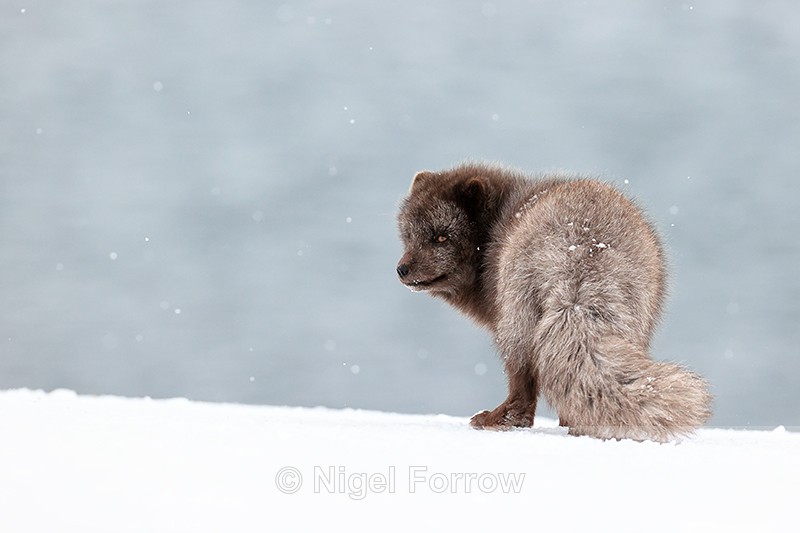 Male Arctic Fox looks aside, Hornstrandir, Iceland - Arctic Fox