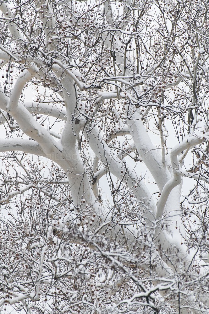DSC_7767 - Trees