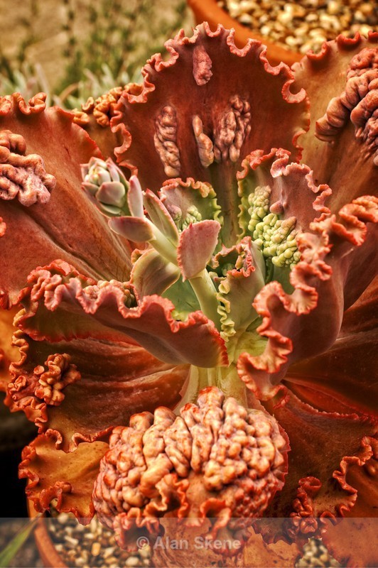 DSC04528 - Flora
