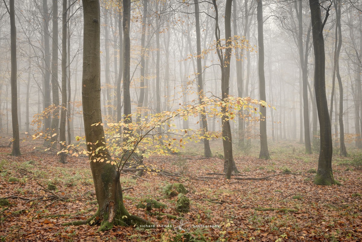 Amber mist - Woodland