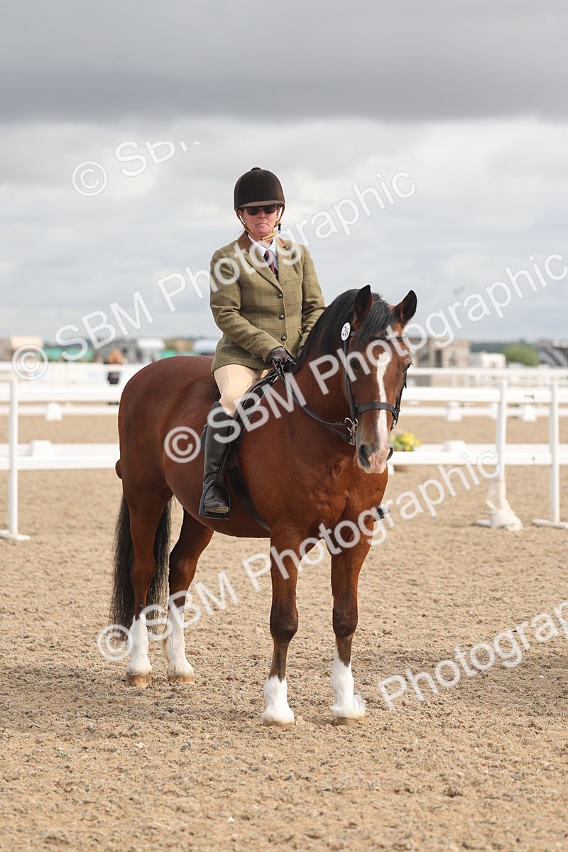 SBM_04433 - Class 18 - Handsomest Gelding (IH or Ridden)